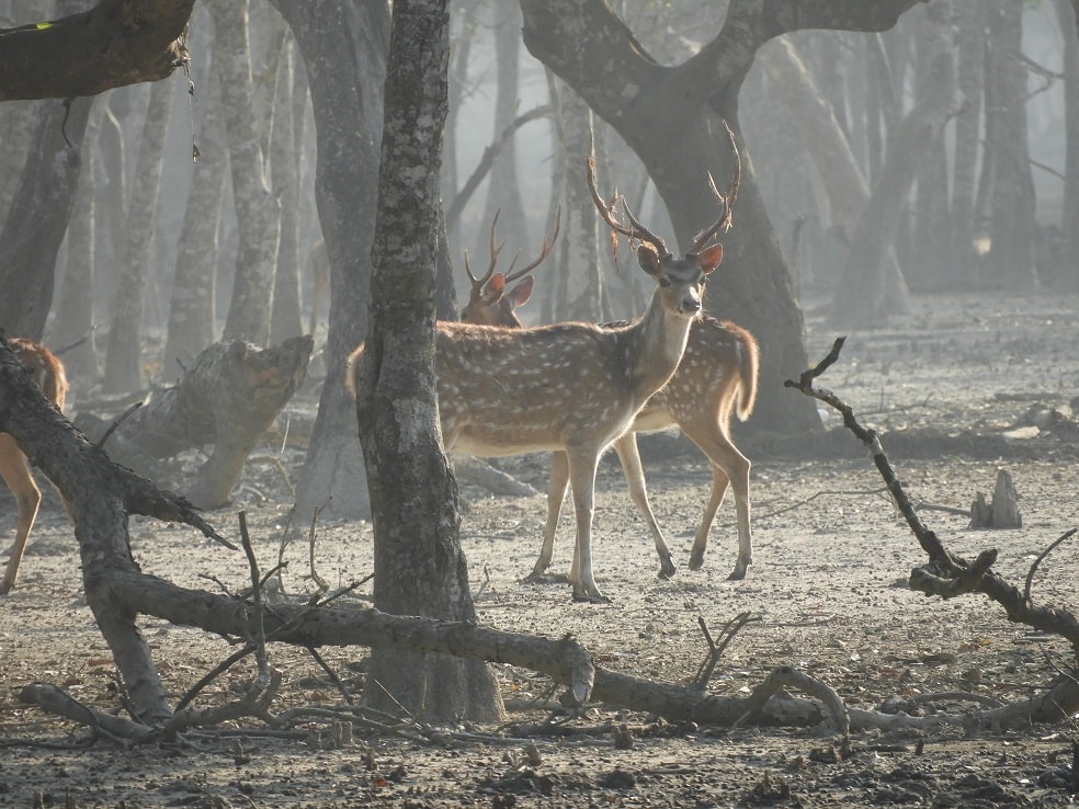 Sundarban 2020